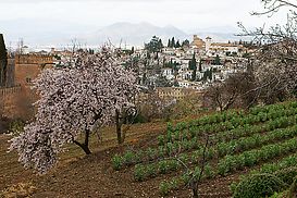 Blick auf Granada vom Generalife