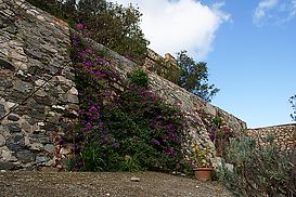 Bougainvillae in Vorhof