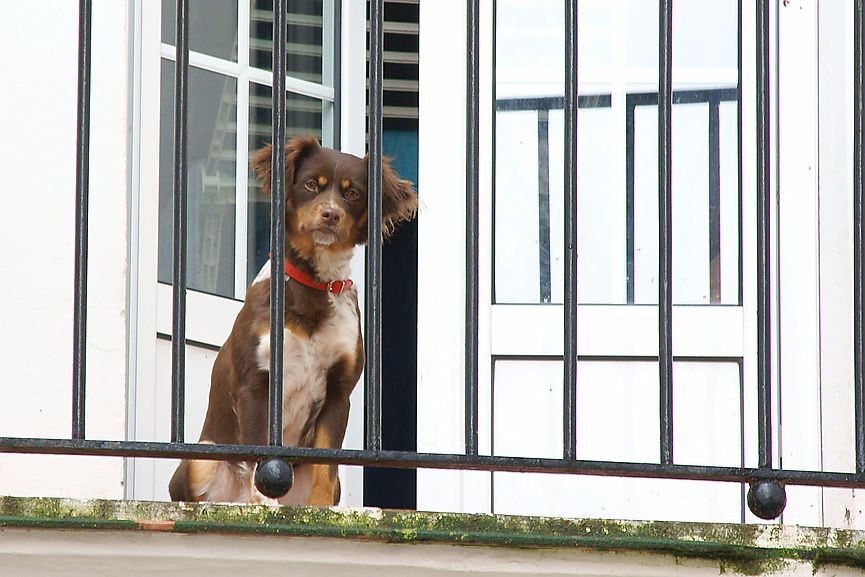 Hund auf Balkon