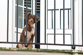 Hund auf Balkon