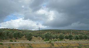Oliven-Plantagen bei Arcos