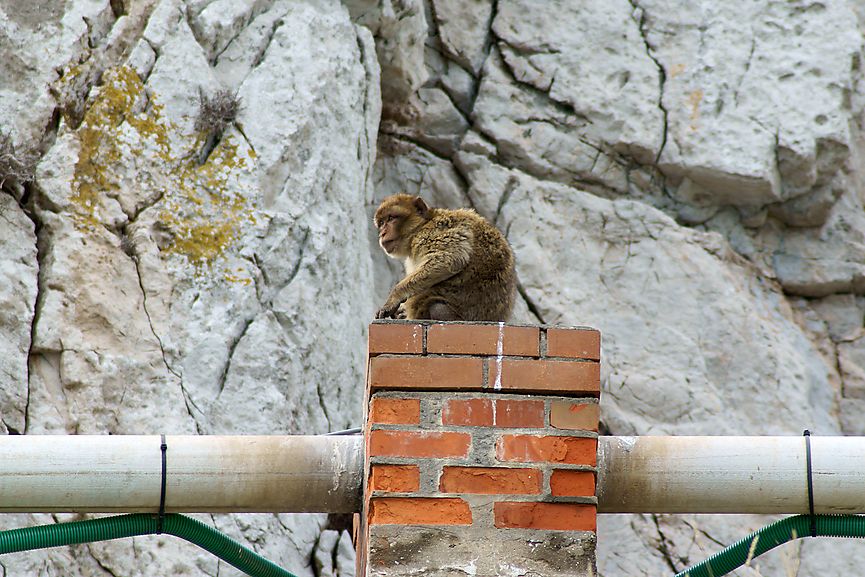 Berberaffe auf Abflussrohr