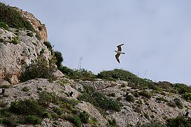 M?we vor Felsen